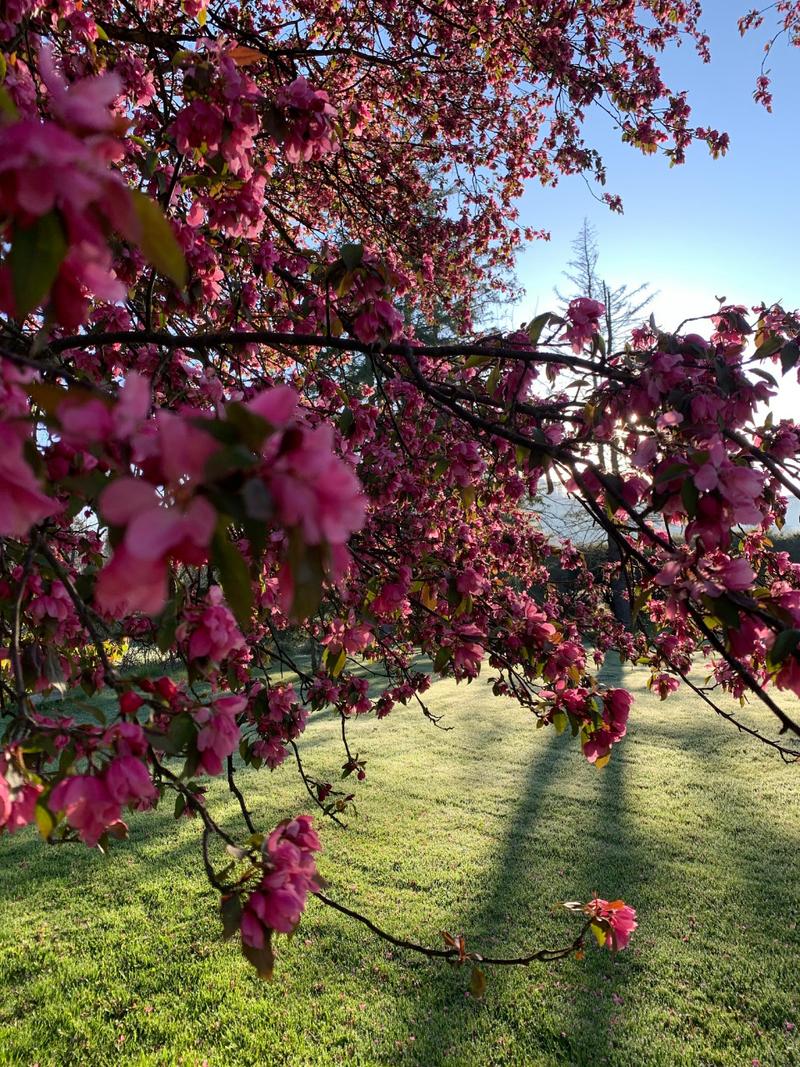 榆叶梅的繁殖方法？榆叶梅栽培要点？