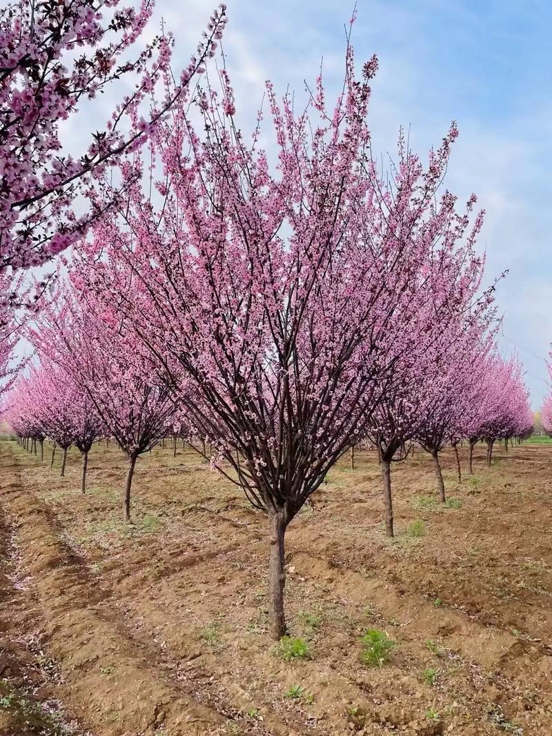 榆叶梅的繁殖方法？榆叶梅栽培要点？-第2张图片-优品飞百科