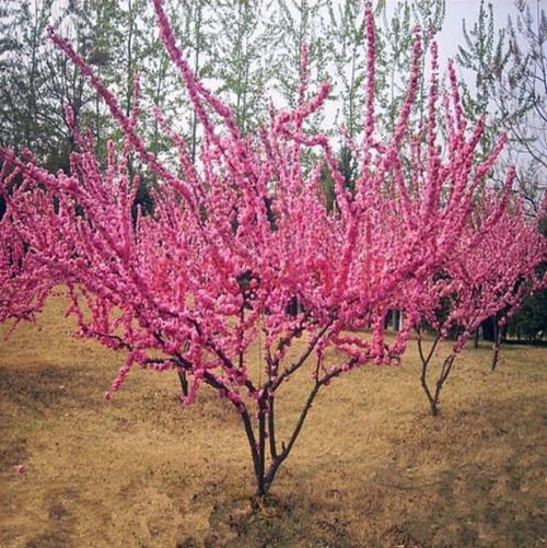 榆叶梅的繁殖方法？榆叶梅栽培要点？-第3张图片-优品飞百科