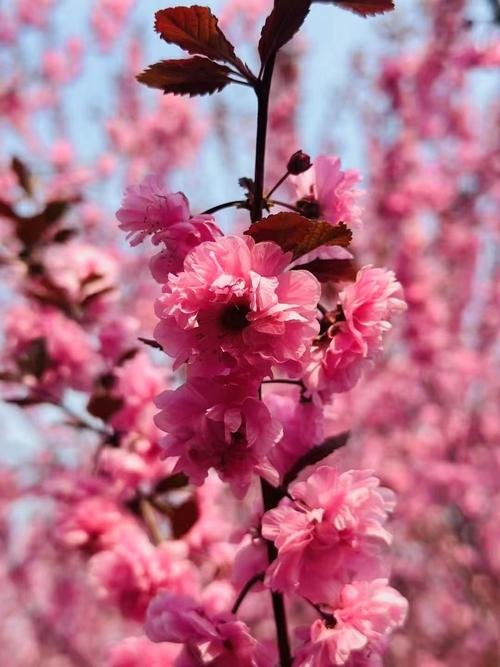 榆叶梅的繁殖方法？榆叶梅栽培要点？-第5张图片-优品飞百科