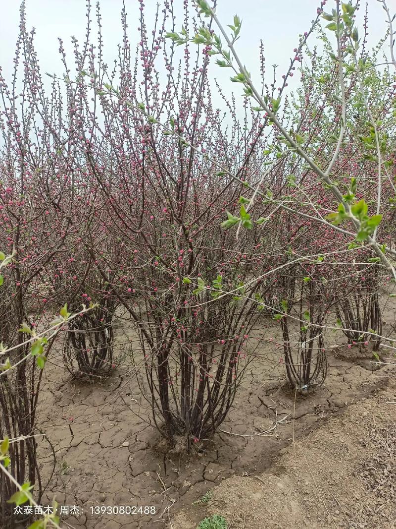 榆叶梅的繁殖方法？榆叶梅栽培要点？-第4张图片-优品飞百科