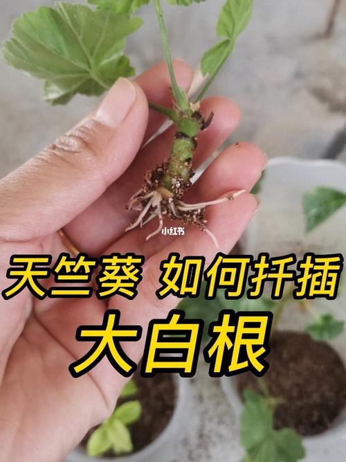 天竺葵扦插方法与时间？天竺葵扦插方法与时间长寿花的区别？