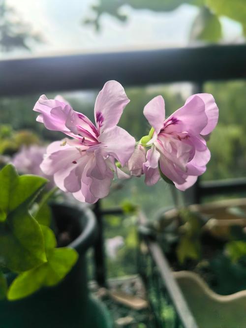 天竺葵扦插方法与时间？天竺葵扦插方法与时间长寿花的区别？-第2张图片-优品飞百科