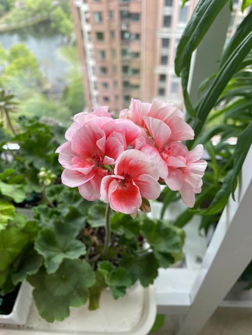 天竺葵扦插方法与时间？天竺葵扦插方法与时间长寿花的区别？-第3张图片-优品飞百科