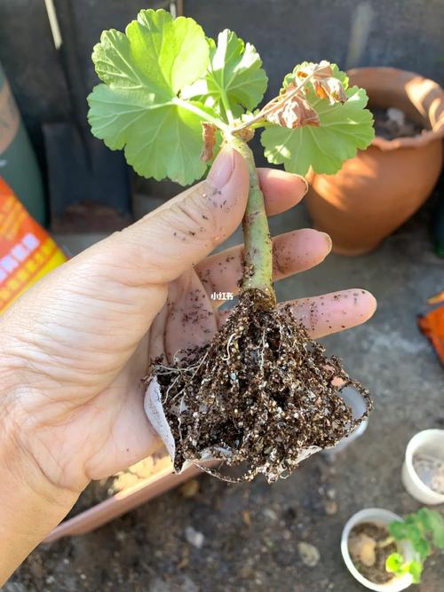 天竺葵扦插方法与时间？天竺葵扦插方法与时间长寿花的区别？-第5张图片-优品飞百科