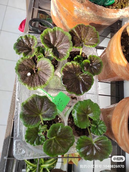 天竺葵扦插方法与时间？天竺葵扦插方法与时间长寿花的区别？-第4张图片-优品飞百科