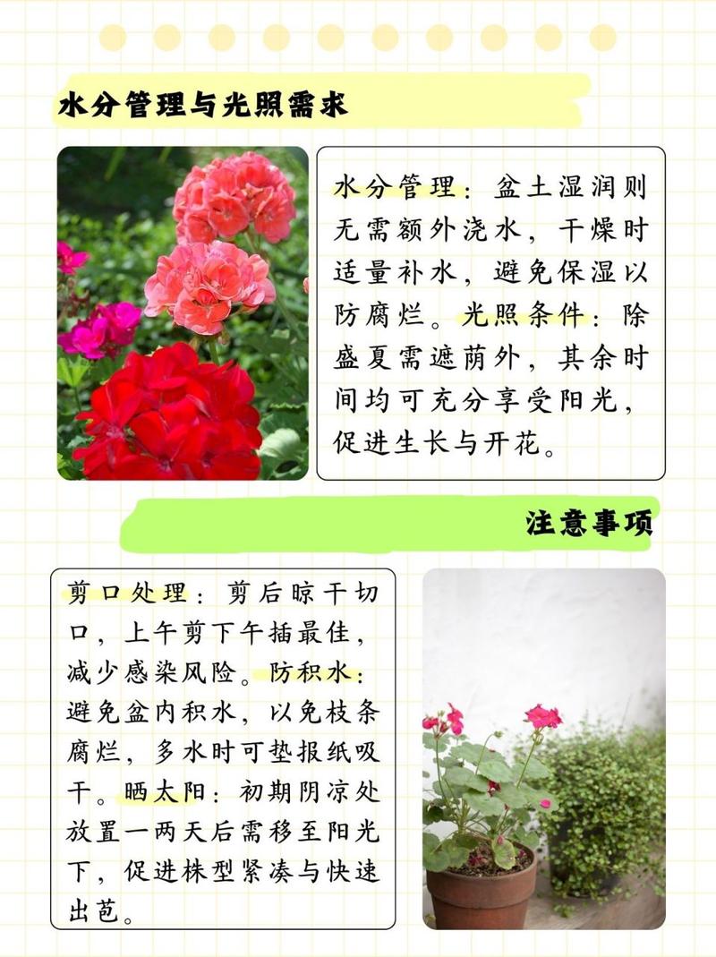 天竺葵扦插方法与时间？天竺葵扦插方法与时间长寿花的区别？-第6张图片-优品飞百科