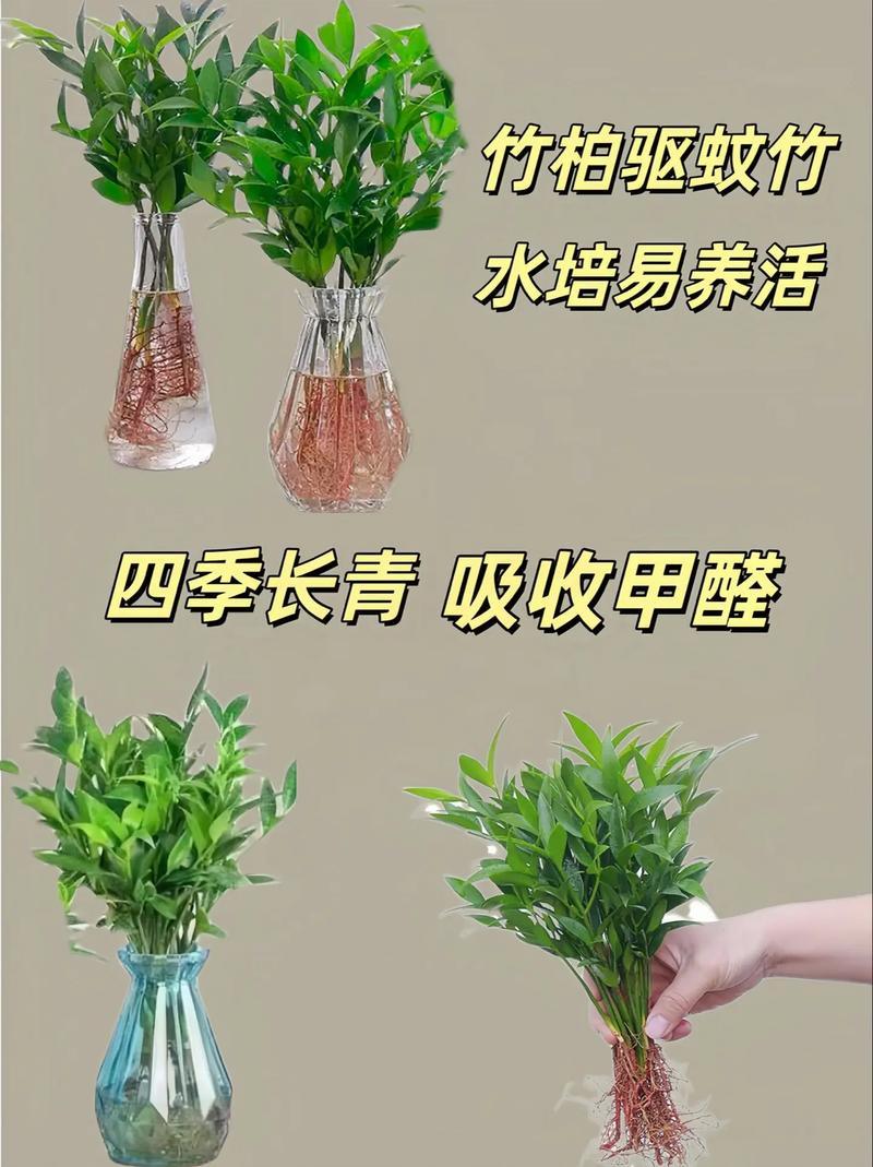 竹叶兰怎么浇水？竹叶兰怎么浇水视频？