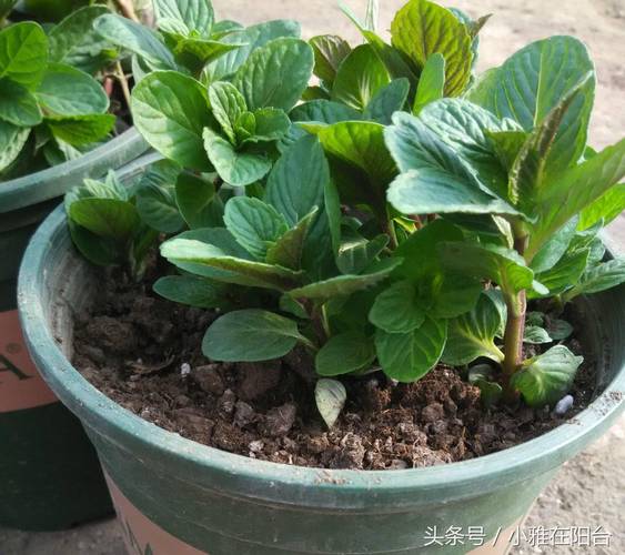 竹叶兰怎么浇水？竹叶兰怎么浇水视频？-第3张图片-优品飞百科