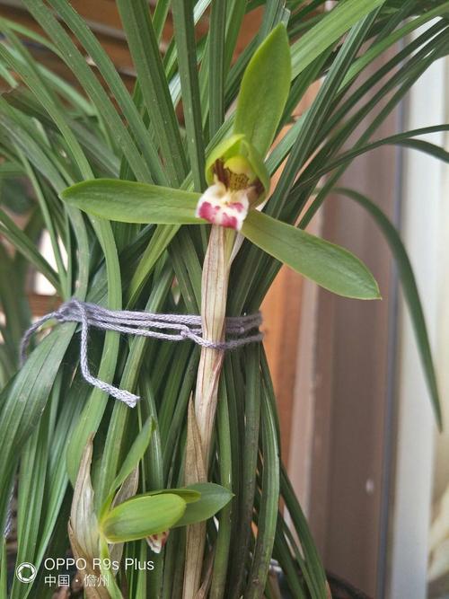 竹叶兰怎么浇水？竹叶兰怎么浇水视频？-第2张图片-优品飞百科