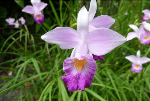 竹叶兰怎么浇水？竹叶兰怎么浇水视频？-第4张图片-优品飞百科