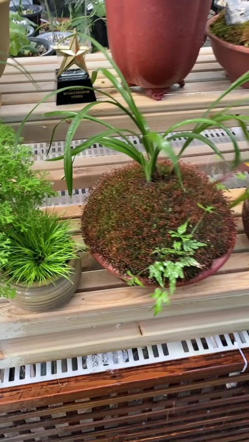 竹叶兰怎么浇水？竹叶兰怎么浇水视频？-第5张图片-优品飞百科