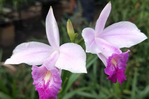 竹叶兰怎么浇水？竹叶兰怎么浇水视频？-第6张图片-优品飞百科