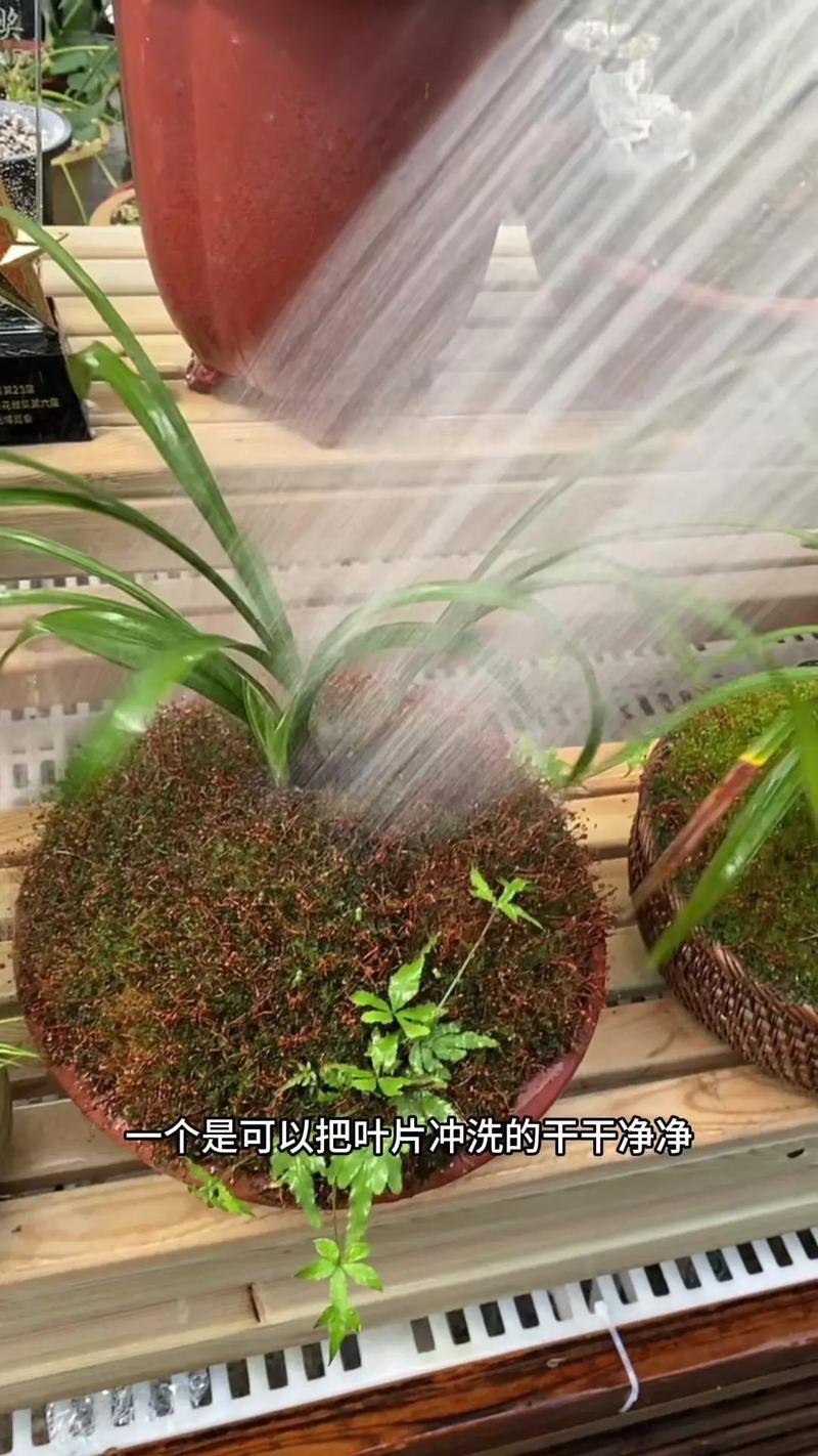 竹叶兰怎么浇水？竹叶兰怎么浇水视频？-第7张图片-优品飞百科