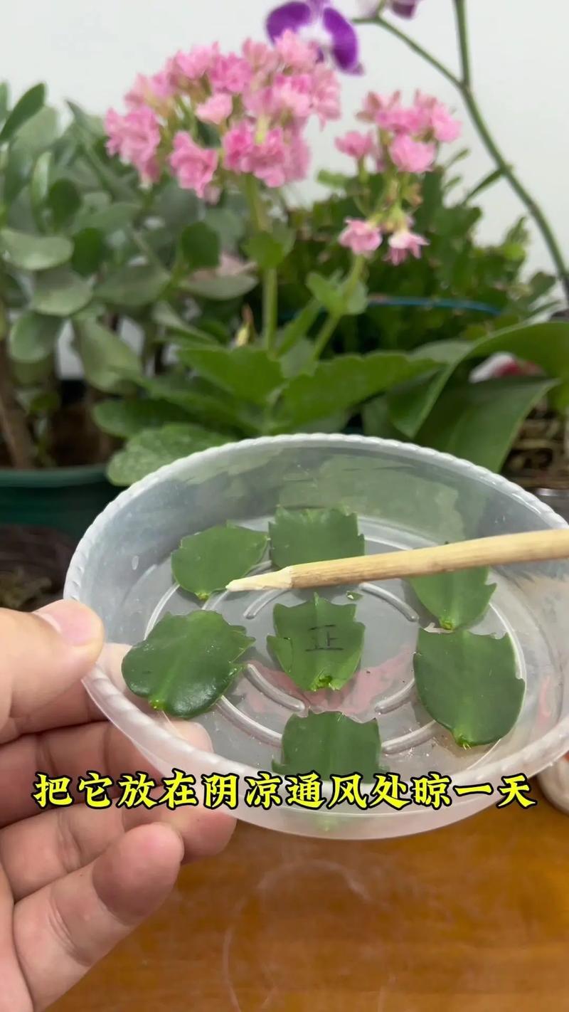 扦插蟹爪兰怎样发芽快，如何扦插蟹爪兰花？