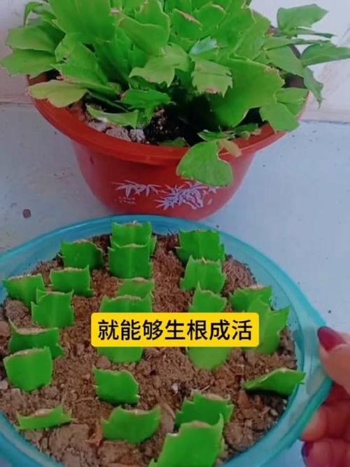 扦插蟹爪兰怎样发芽快,如何扦插蟹爪兰花?-第2张图片-优品飞百科 扦插蟹爪兰怎样发芽快,如何扦插蟹爪兰花?-第2张图片-优品飞百科