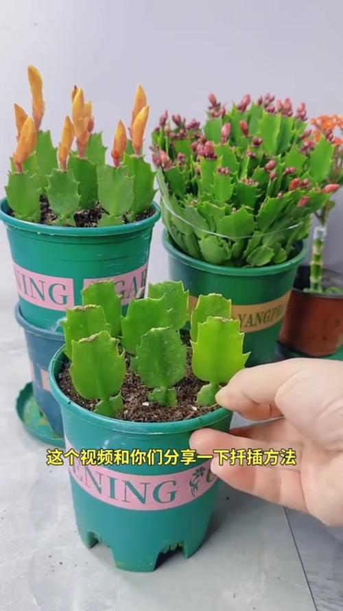 扦插蟹爪兰怎样发芽快,如何扦插蟹爪兰花?-第3张图片-优品飞百科 扦插蟹爪兰怎样发芽快,如何扦插蟹爪兰花?-第3张图片-优品飞百科