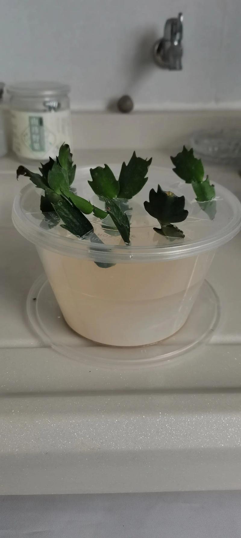 扦插蟹爪兰怎样发芽快,如何扦插蟹爪兰花?-第5张图片-优品飞百科 扦插蟹爪兰怎样发芽快,如何扦插蟹爪兰花?-第5张图片-优品飞百科