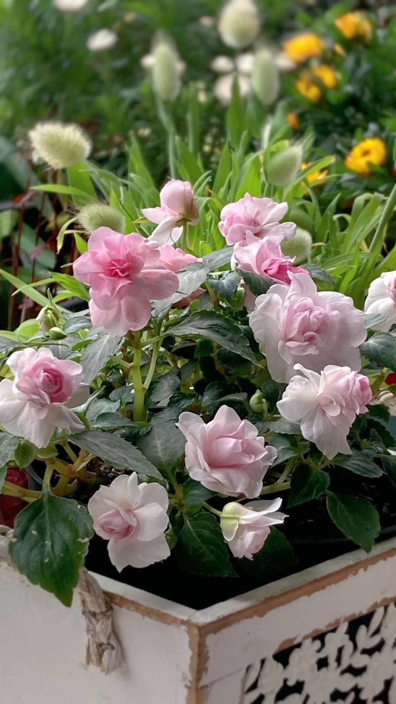 非洲重瓣凤仙花的养殖，重瓣非洲凤仙花期多久？