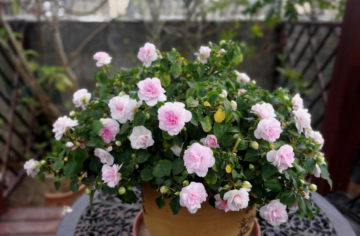 非洲重瓣凤仙花的养殖，重瓣非洲凤仙花期多久？-第2张图片-优品飞百科