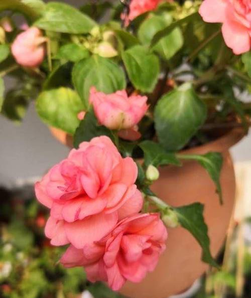 非洲重瓣凤仙花的养殖，重瓣非洲凤仙花期多久？-第3张图片-优品飞百科