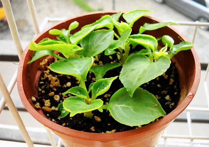 非洲重瓣凤仙花的养殖，重瓣非洲凤仙花期多久？-第4张图片-优品飞百科