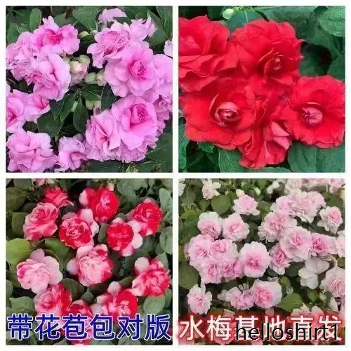 非洲重瓣凤仙花的养殖，重瓣非洲凤仙花期多久？-第5张图片-优品飞百科