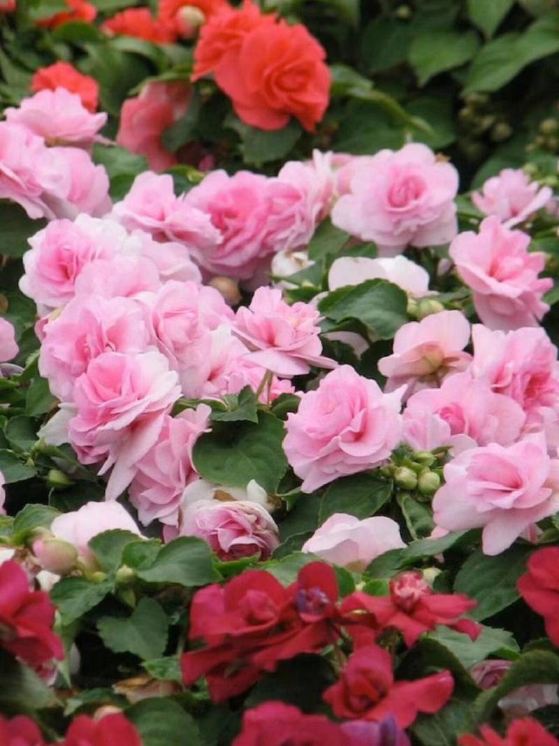 非洲重瓣凤仙花的养殖，重瓣非洲凤仙花期多久？-第6张图片-优品飞百科