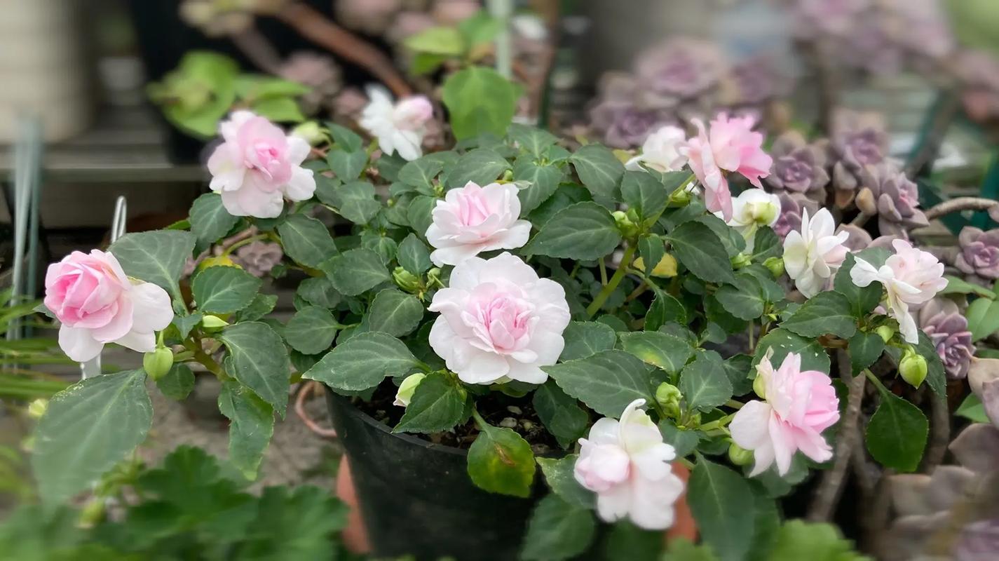 非洲重瓣凤仙花的养殖，重瓣非洲凤仙花期多久？-第7张图片-优品飞百科