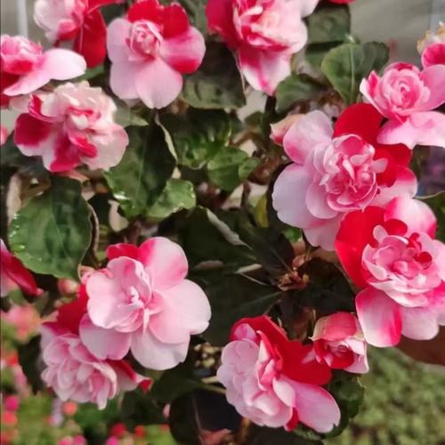 非洲重瓣凤仙花的养殖，重瓣非洲凤仙花期多久？-第8张图片-优品飞百科