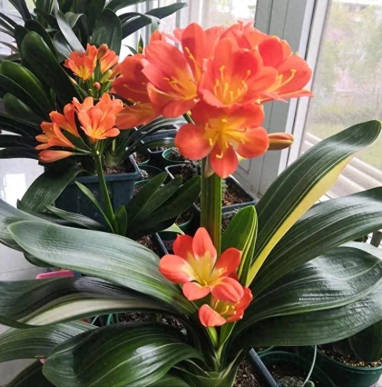 君子兰秋天几月份换土，君子兰秋季什么时间浇水合适？