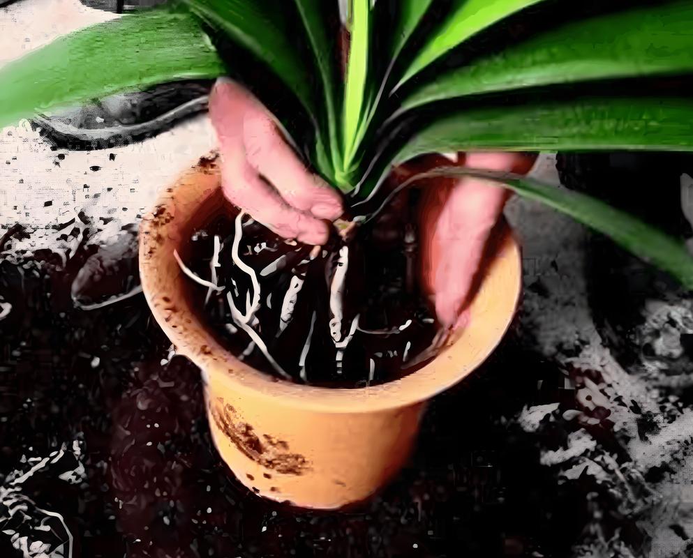 君子兰秋天几月份换土，君子兰秋季什么时间浇水合适？-第2张图片-优品飞百科