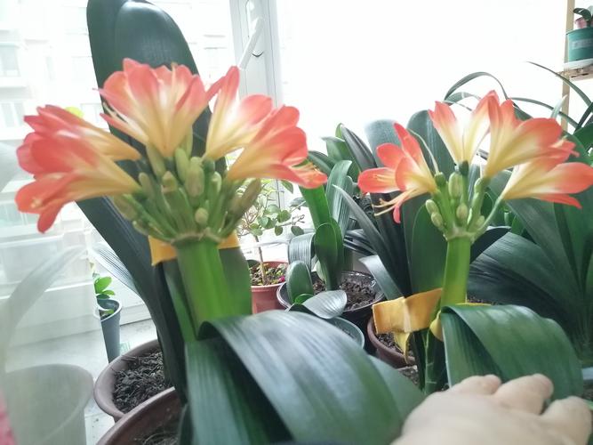 君子兰秋天几月份换土，君子兰秋季什么时间浇水合适？-第3张图片-优品飞百科