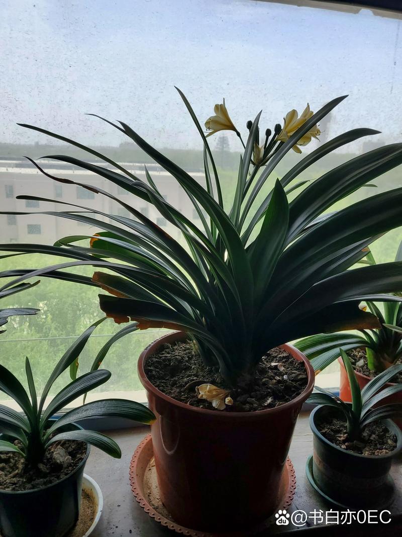 君子兰秋天几月份换土，君子兰秋季什么时间浇水合适？-第5张图片-优品飞百科