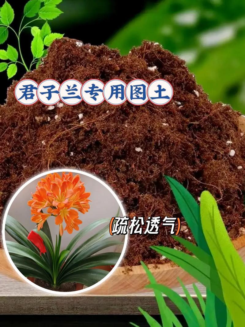 君子兰秋天几月份换土，君子兰秋季什么时间浇水合适？-第6张图片-优品飞百科