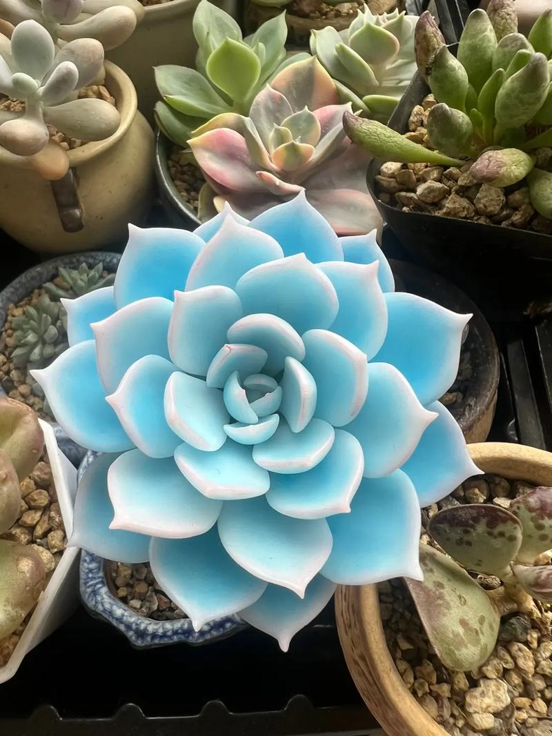 蓝石莲春天怎么养？蓝石莲春天怎么养护？