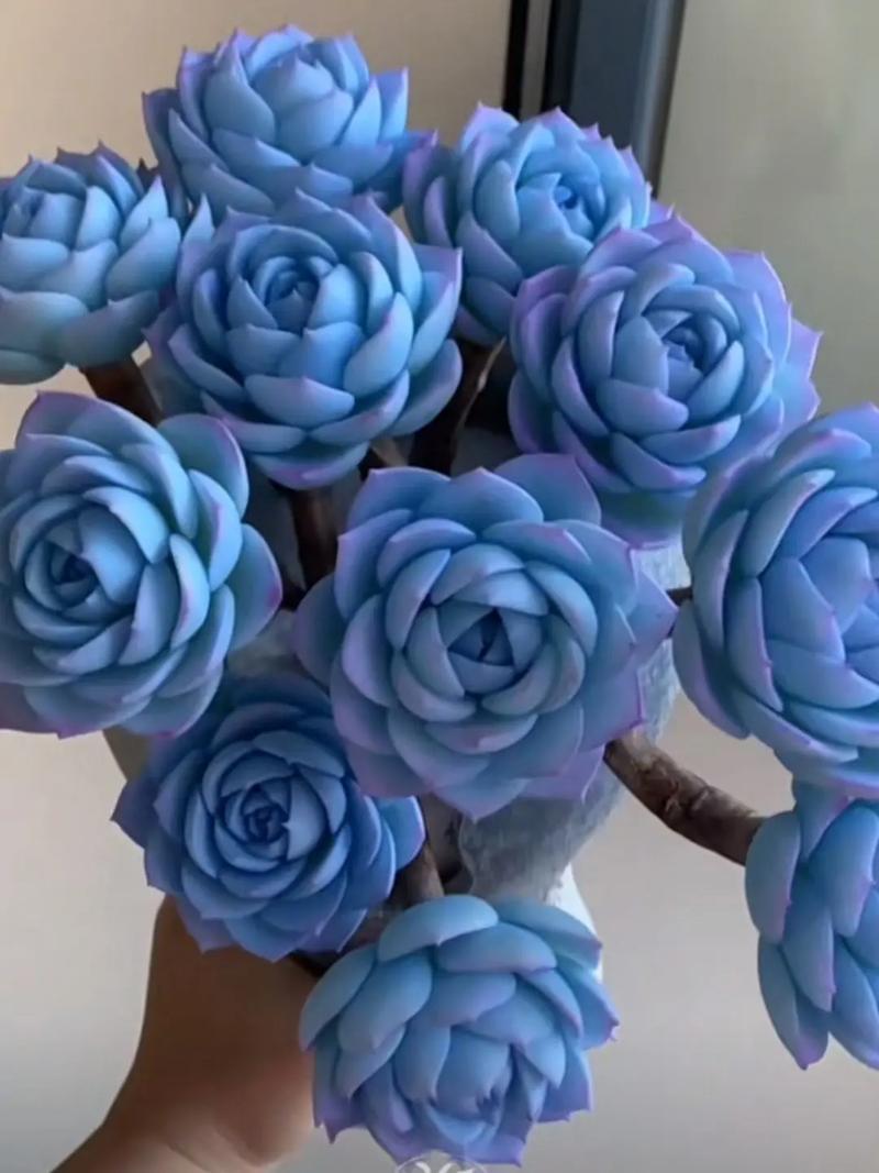 蓝石莲春天怎么养？蓝石莲春天怎么养护？-第2张图片-优品飞百科