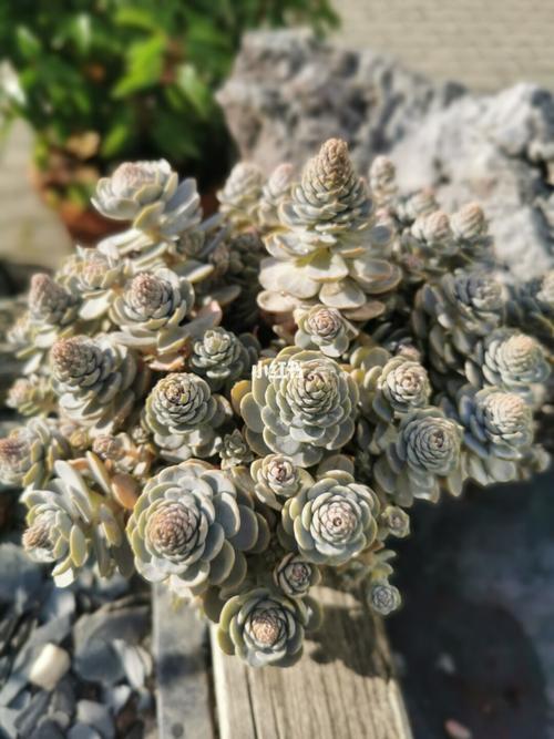 蓝石莲春天怎么养？蓝石莲春天怎么养护？-第4张图片-优品飞百科