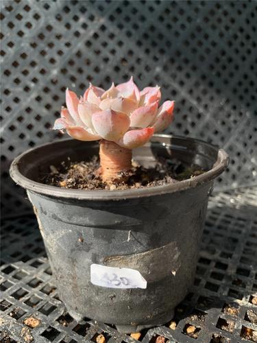 蓝石莲春天怎么养？蓝石莲春天怎么养护？-第5张图片-优品飞百科