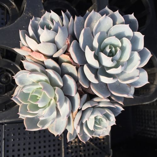 蓝石莲春天怎么养？蓝石莲春天怎么养护？-第6张图片-优品飞百科