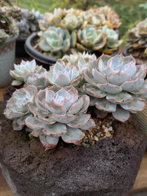 蓝石莲春天怎么养？蓝石莲春天怎么养护？-第8张图片-优品飞百科