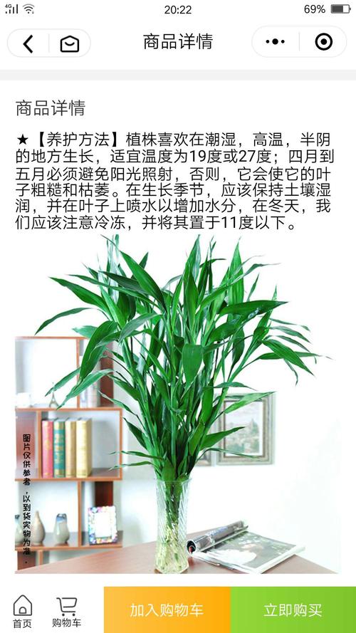 孔雀球春季养护，孔雀盆栽怎么养？