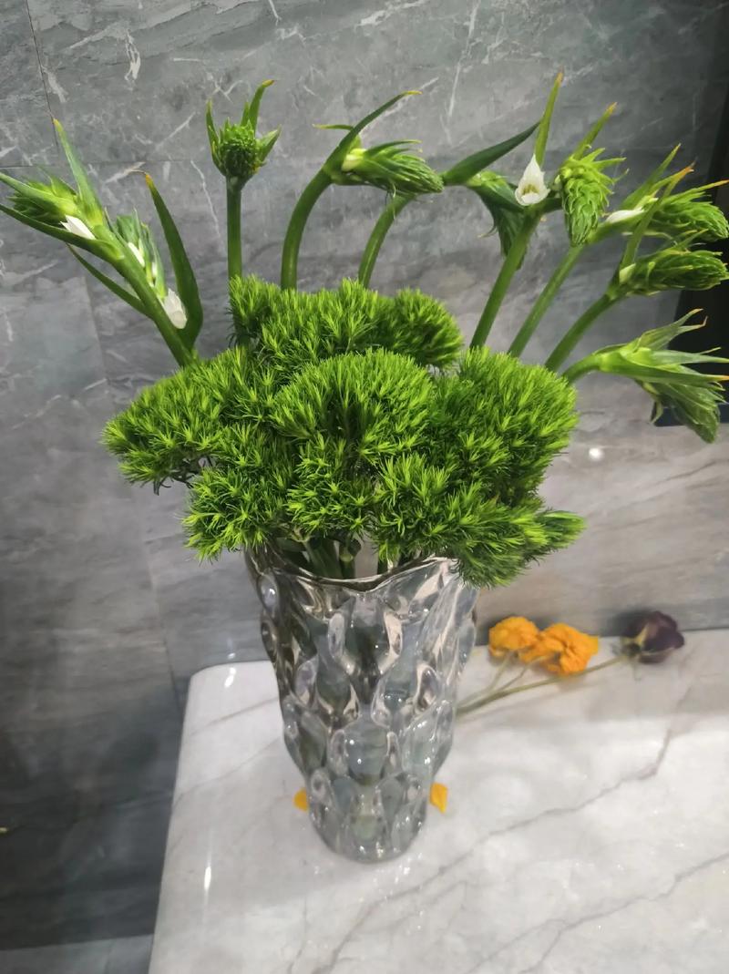 孔雀球春季养护,孔雀盆栽怎么养?-第2张图片-优品飞百科 孔雀球春季养护,孔雀盆栽怎么养?-第2张图片-优品飞百科