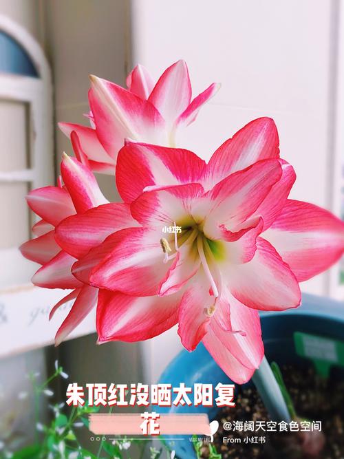 孔雀球春季养护,孔雀盆栽怎么养?-第3张图片-优品飞百科 孔雀球春季养护,孔雀盆栽怎么养?-第3张图片-优品飞百科