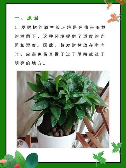 孔雀球春季养护,孔雀盆栽怎么养?-第4张图片-优品飞百科 孔雀球春季养护,孔雀盆栽怎么养?-第4张图片-优品飞百科