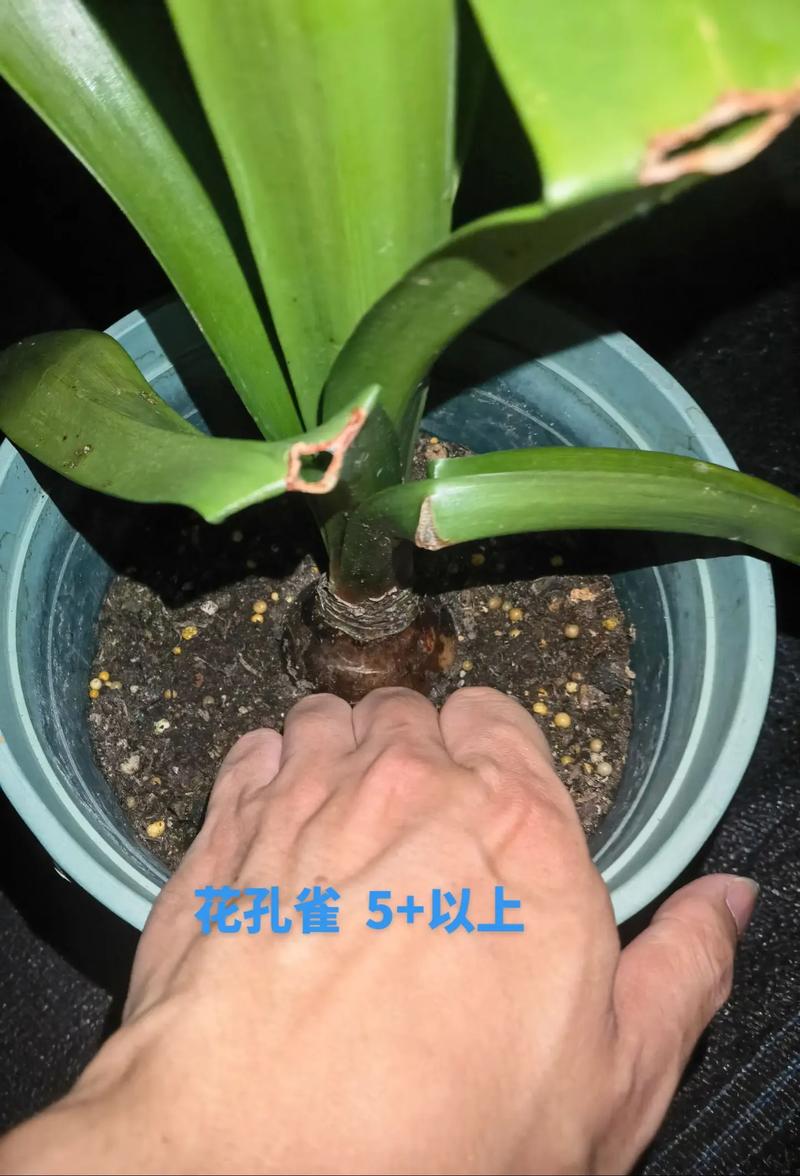 孔雀球春季养护,孔雀盆栽怎么养?-第5张图片-优品飞百科 孔雀球春季养护,孔雀盆栽怎么养?-第5张图片-优品飞百科