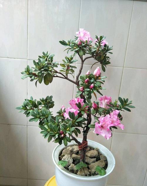怎么样让杜鹃花勤开花，怎样让杜鹃花开满盆？-第2张图片-优品飞百科