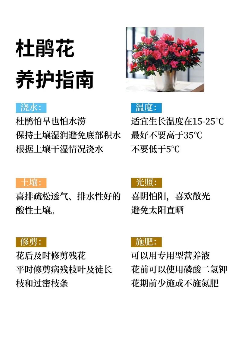 怎么样让杜鹃花勤开花，怎样让杜鹃花开满盆？-第3张图片-优品飞百科