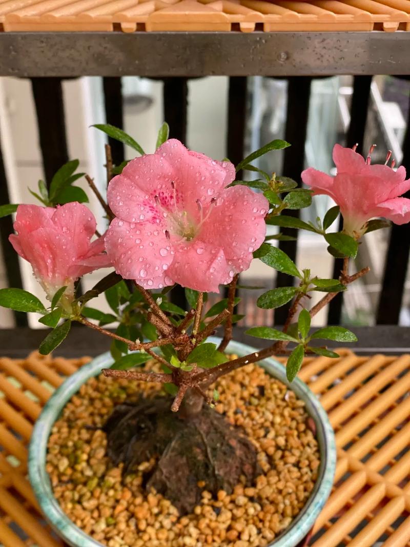 怎么样让杜鹃花勤开花，怎样让杜鹃花开满盆？-第5张图片-优品飞百科