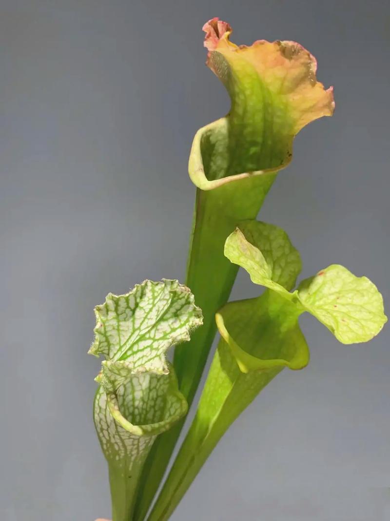 瓶子草怎么养，瓶子草怎么养视频？